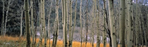 Quaking Aspen Leaves Prints: Aspen trees