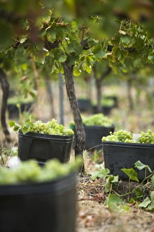 Australia, Western Australia, Margaret River, Wilyabrup. Hand picked grapes ready for collection in Australia, Western Australia, Margaret River, Wilyabrup. Hand picked grapes ready for collection in