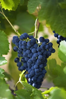 Australia, Western Australia, Swan Valley, Guildford. Shiraz grapes in Swan Valley vineyard Australia, Western Australia, Swan Valley, Guildford. Shiraz grapes in Swan Valley vineyard