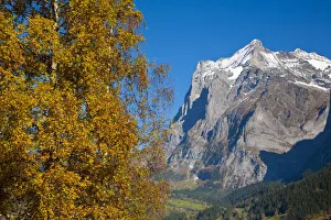 Autumn Color & Alpine Meadow, Eiger & Grindelwald, Berner Oberland, Switzerland Autumn Color & Alpine Meadow, Eiger & Grindelwald, Berner Oberland, Switzerland
