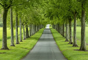 Avenue of Beech Trees, near Wimborne, Dorset, England Avenue of Beech Trees, near Wimborne, Dorset, England