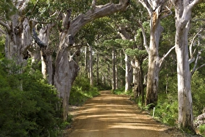 Avenue of trees, West Cape Howe NP. Albany, Western Australia Avenue of trees, West Cape Howe NP. Albany, Western Australia