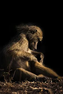Papio Ursinus Species Prints: Baboon, Chobe River, Botswana