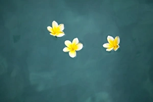 Bali, Ubud. Franjipani flowers float on a swimming pool Bali, Ubud. Franjipani flowers float on a swimming pool
