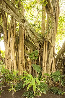 Mauritius Island Prints: Banyan tree, Trou D eau Douce, Flacq, East Coast, Mauritius