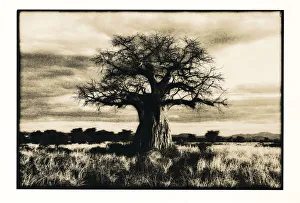 Baobab tree in Ruaha National Park, Southern Tanzania Baobab tree in Ruaha National Park, Southern Tanzania