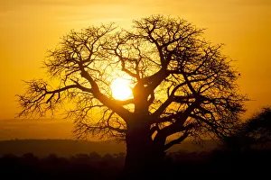 Baobab tree in Tarangire National Park, Tanzania at Sunset Baobab tree in Tarangire National Park, Tanzania at Sunset