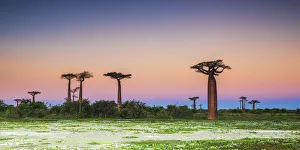 Baobab Trees at Dusk (UNESCO World Heritage site), Madgascar Baobab Trees at Dusk (UNESCO World Heritage site), Madgascar