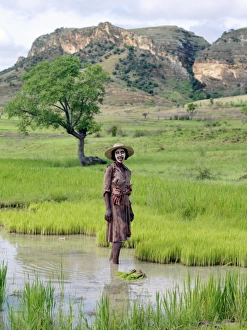 A Bara woman works in her paddy fields close to the A Bara woman works in her paddy fields close to the