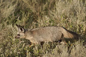 Bat-eared fox in the grass of the Serengeti, Tanzania Bat-eared fox in the grass of the Serengeti, Tanzania