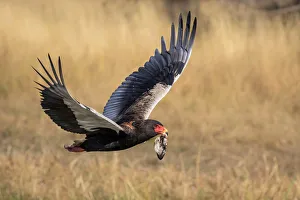Bateleur Eagle with antelope ear, Okavango Delta, Botswana Bateleur Eagle with antelope ear, Okavango Delta, Botswana