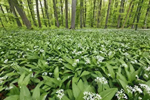 Baden Wurttemberg Scenic Views Prints: Bear garlic in beech forest - Germany, Baden-Wurttemberg, Tubingen, Reutlingen, Metzingen