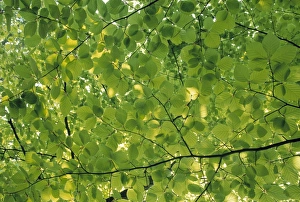Fagus Sylvatica Pictures Prints: Beech Leaves