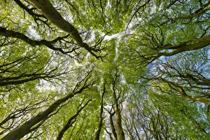Great Britain Nature Images Prints: Beech Tree Canopy Pattern, Win Green Hill, Wiltshire, England