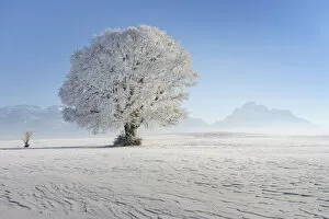 Allgeau Alps Collection: Beech tree with hoarfrost, near Fuessen, Allgeau Alps, Alps, Allgeau, Bavaria, Germany
