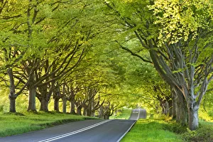 British Travel Destinations Prints: Beech tree lined road in springtime, Nr Wimborne, Dorset, England. Spring