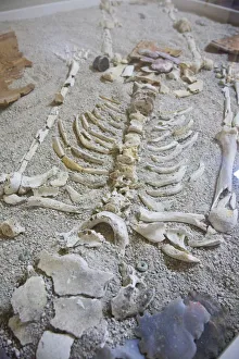 Belize, San Ignacio, Cahel Pech Ruins, Ancient Skeleton found in burial tomb Belize, San Ignacio, Cahel Pech Ruins, Ancient Skeleton found in burial tomb
