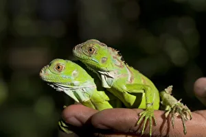 Belize, San Iguacio, Green Iguana babies Belize, San Iguacio, Green Iguana babies