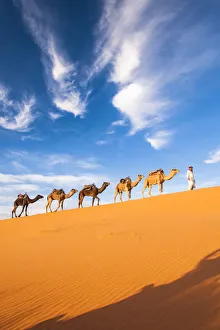 Berber man leading camel train in Sahara desert, Erg Chebbi, Morocco Berber man leading camel train in Sahara desert, Erg Chebbi, Morocco