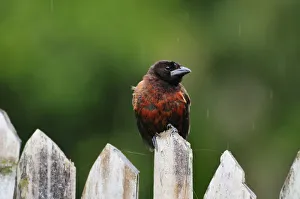 Bird on fence, Terradentro, Colombia, South America Bird on fence, Terradentro, Colombia, South America