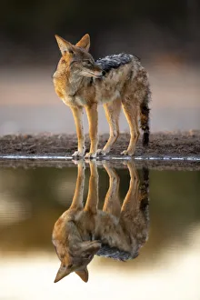 Black Backed Jackal, Kalahari Desert, Botswana Black Backed Jackal, Kalahari Desert, Botswana