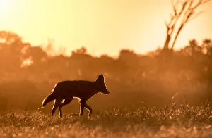 A Black-backed Jackal silhouette in golden light, Okavango Delta, Botswana A Black-backed Jackal silhouette in golden light, Okavango Delta, Botswana