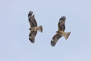 Two black-eared kites (Milvus migrans lineatus) in flight, Hokkaido, Japan Two black-eared kites (Milvus migrans lineatus) in flight, Hokkaido, Japan