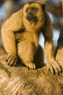 Black Howler Monkey climbing a tree on the working Black Howler Monkey climbing a tree on the working