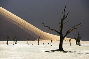 Blackened camelthorn trees in Dead Vlei, near Sossusvlei, Namibia Blackened camelthorn trees in Dead Vlei, near Sossusvlei, Namibia