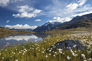 Blooming of cotton grass on the shores of Lago Bianco not far from the Gavia pass Blooming of cotton grass on the shores of Lago Bianco not far from the Gavia pass