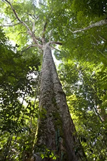Prints of Brazil, Amazon, Amazonas state, Manaus, light shining through the leaves of a kapok tree in the INPA Reserve in the Amazon tropical forest Manaus Prints: Amazon Forest Print, Light Through Kapok Leaves