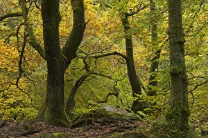 Ambleside Collection: Broadleaf woodland with colourful autumn foliage, Ambleside, Lake District, Cumbria