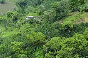 Buenavista Coffee Zone, Colombia, South America Buenavista Coffee Zone, Colombia, South America