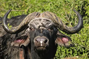 Buffalo, Syncerus caffer, Chobe National Park, Botswana, Africa Buffalo, Syncerus caffer, Chobe National Park, Botswana, Africa