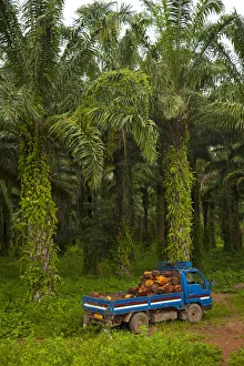 Burundi. Palm oil tree plantations line the shores of lake Tanganyika Burundi. Palm oil tree plantations line the shores of lake Tanganyika