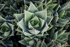 Cactus, Fuerteventura, Canary Islands, Spain Cactus, Fuerteventura, Canary Islands, Spain