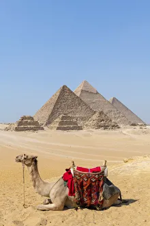 Camel at the Pyramids of Giza, Giza, Cairo, Egypt Camel at the Pyramids of Giza, Giza, Cairo, Egypt