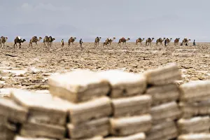 Camels caravan carrying salt from the Dallol salt flats, Danakil Depression, Afar Region Camels caravan carrying salt from the Dallol salt flats, Danakil Depression, Afar Region