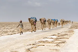 Camels caravan carrying salt extracted from Dallol salt mines, Danakil Depression Camels caravan carrying salt extracted from Dallol salt mines, Danakil Depression