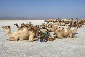 Related Images Collection: Camels carrying salt (halite) slabs over Lake Assale, Danakil depression, Afar region