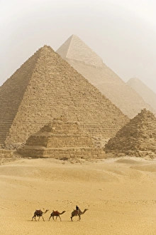 Camels pass in front of the pyramids at Giza Camels pass in front of the pyramids at Giza