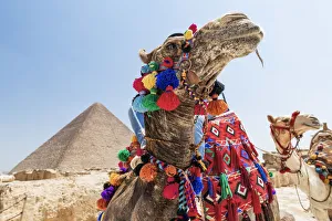 Camels at the Pyramids of Giza, Giza, Cairo, Egypt Camels at the Pyramids of Giza, Giza, Cairo, Egypt