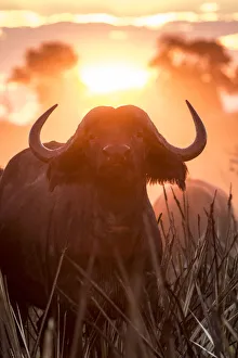 A Cape Buffalo portrait in golden light, Okavango Delta, Botswana A Cape Buffalo portrait in golden light, Okavango Delta, Botswana