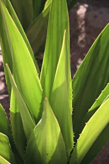 Cape Verde, Sal, Santa Maria, Agave Plant Cape Verde, Sal, Santa Maria, Agave Plant