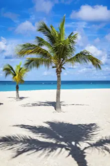 Aruba's Eagle Beach Palm Tree Print