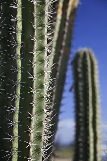 Caribbean, Netherland Antilles, Aruba, Cactus detail Caribbean, Netherland Antilles, Aruba, Cactus detail