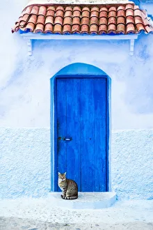 Cat and a blue door, Chefchaouen, Morocco Cat and a blue door, Chefchaouen, Morocco