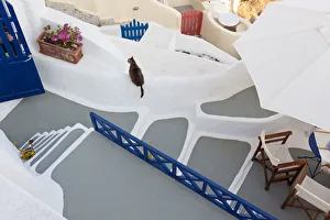 Cat & The village of Oia Santorini Cyclades islands, Greece Cat & The village of Oia Santorini Cyclades islands, Greece