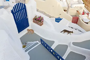 Cats, Oia, Santorini, Cyclades islands, Greece Cats, Oia, Santorini, Cyclades islands, Greece