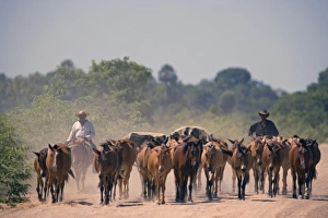 Cattle drive during the dry season down one of the Cattle drive during the dry season down one of the